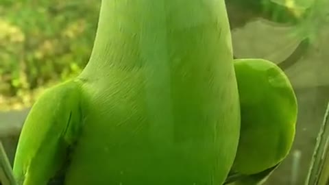 0.A Green Parrot Perched On A Glass Window Ledge