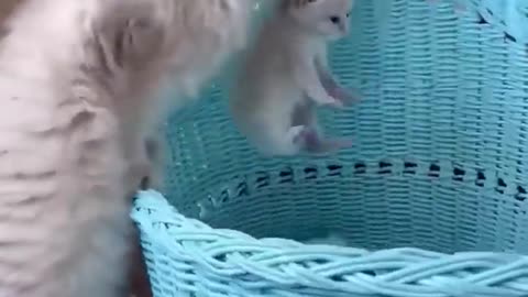 Cat Playing With Baby