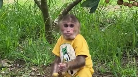 cutis monkey picking longan funny