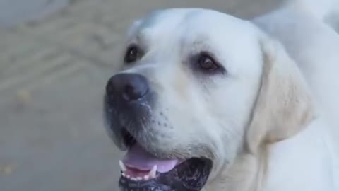 Dog save blind man life👍