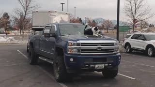 Border Collie Hangs Out on Hood of Pickup