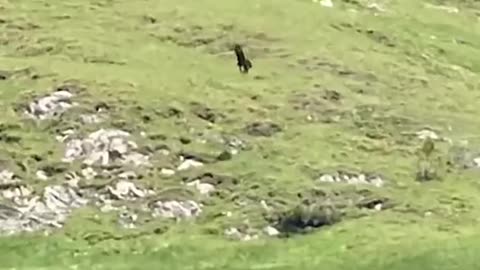 Eagle hunting