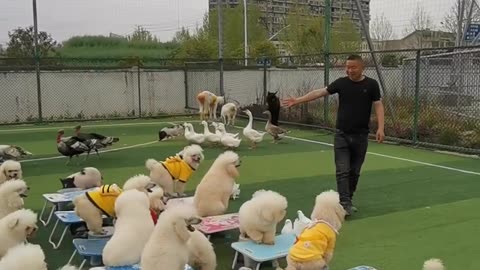 Cute dog fun