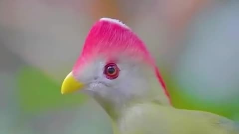 Beautiful birds