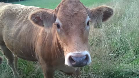 3 nice german dairy Cows standing in a meadow