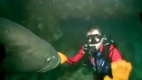 Massive Fish Bites Scuba Diver DANGER