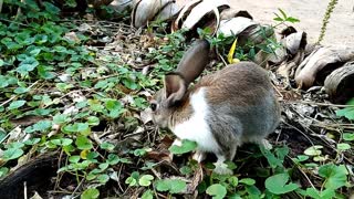 💖🐇Adorable Baby Rabbits; Loving Pets [Part 05]