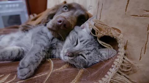 Rare Dog and cat video cuddle