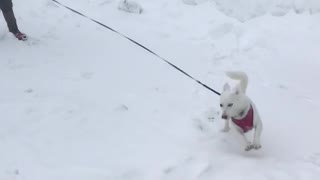 This dog goes nuts with the snow