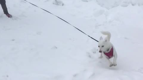 This dog goes nuts with the snow