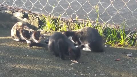 Feeding homeless cats