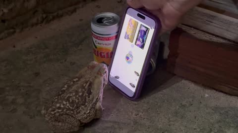 Toad Tries to Catch Flies on Phone Screen