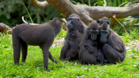 Macaques