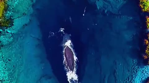 whale in a pond