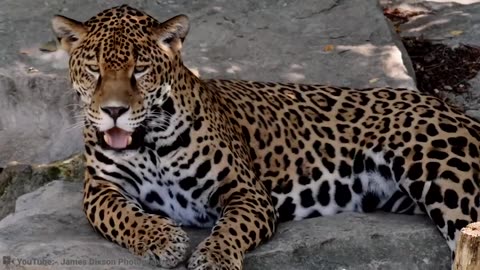 Top 10 Most Dangerous Big Cats in the World