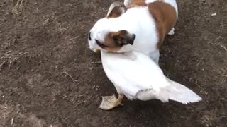 Bulldog puppy and duck are best friends