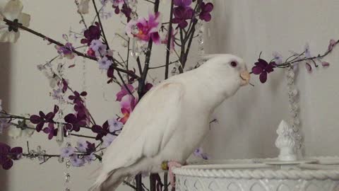 Bird flawlessly sings "If You're Happy and You Know It"