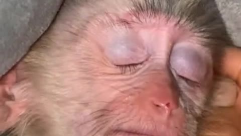 Baby monkey fight sleep #babymonkey #petmonkey #monkey