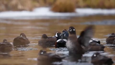 10 most beautiful birds in the world (part 1)