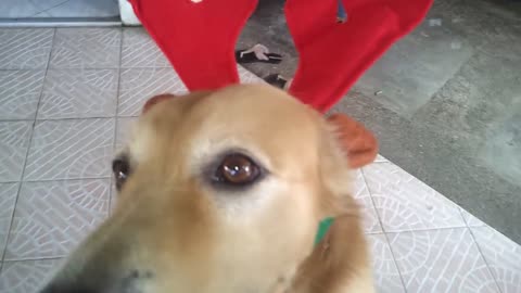 Dog models reindeer Christmas costume