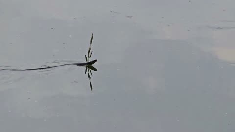 Snake compilation / a snake swimming around in a river / beautiful reptile swimming.