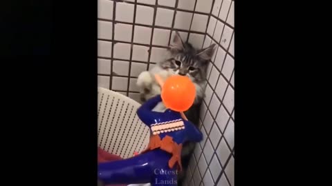 Funny animals videos cats and dogs 😅🐕🐈 funny videos 2023