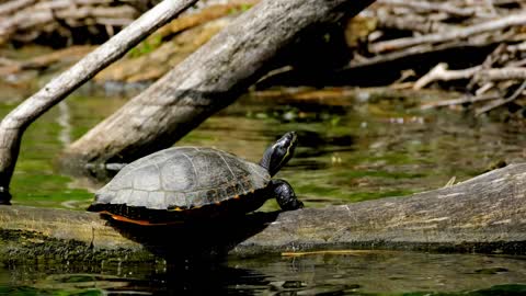 Relájate y duerme con música suave disfrutando de hermosas tortugas