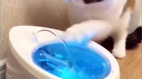Cute Kitten Cat Playing with Water Funnt Cat Video