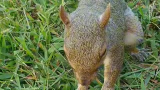 Mika The Squirrel 🐿️😍❤️‼️ She loves to eat pecan 😄.