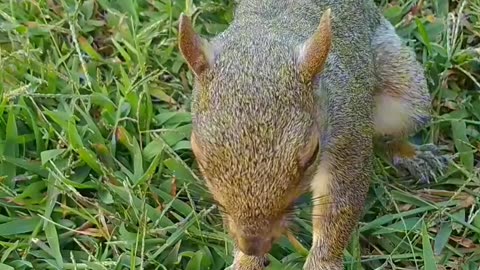 Mika The Squirrel 🐿️😍❤️‼️ She loves to eat pecan 😄.