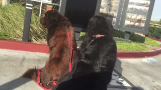 Dogs take the drive thru at Starbucks