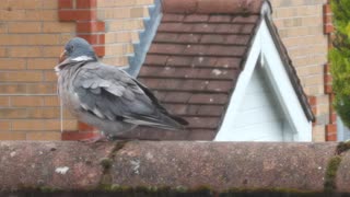 Perky Neighbour outside a window 🐦👀👁️👁️