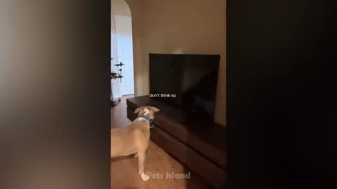 FUNNY ANIMAL VIDEOS 🤣