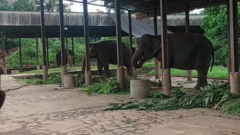 Baby Elephant from Orphanage Srilanka