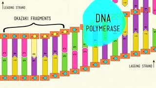 DNA STRUCTURE