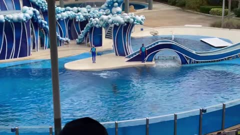 Dolphin Days Dolphin Show Finale Mega JUMP 4K