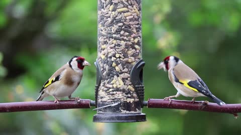 goldfinches the most beautiful bird