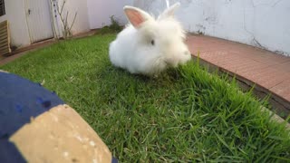 Cute and curious Angora rabbit