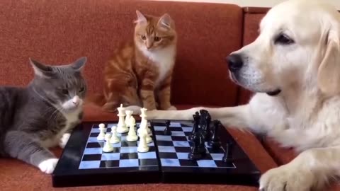 Cat & Dig playing chess.Cats quarreled.