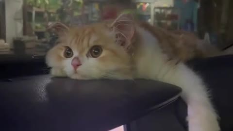 cute little cat lying on the car dashboard