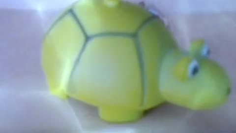 Turtle turtle dance