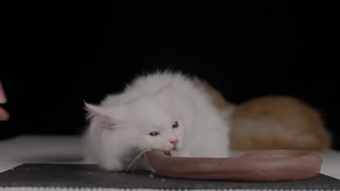 [Cute Baby Cat Broadcasting ASMR] Ocelot's pork sausage is delicious