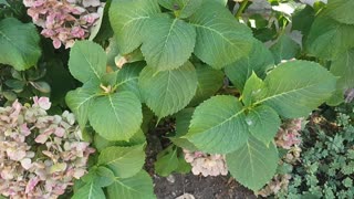 plants leafs and flowers