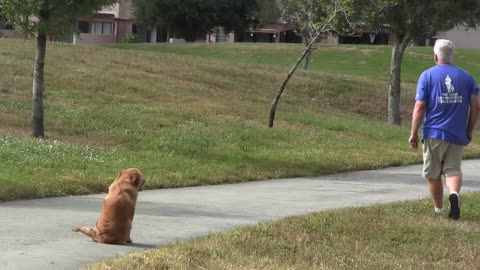 Golden Retriever Puppy dog training