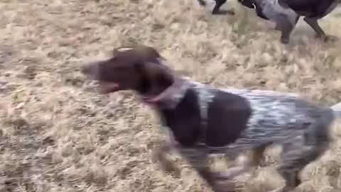 Want a German Shorthair Pointer? You'll need a lot of energy