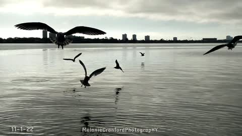 Seagulls Swooping into My Morning Moment