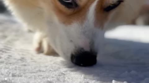 A little corgi funny snort with his nose 😁