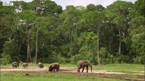 Elephant Family Reunion Natural World Forest Elephants BBC Earth