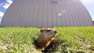 The most adorable Groundhog Day fail ever