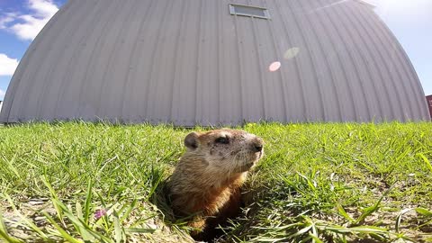 The most adorable Groundhog Day fail ever